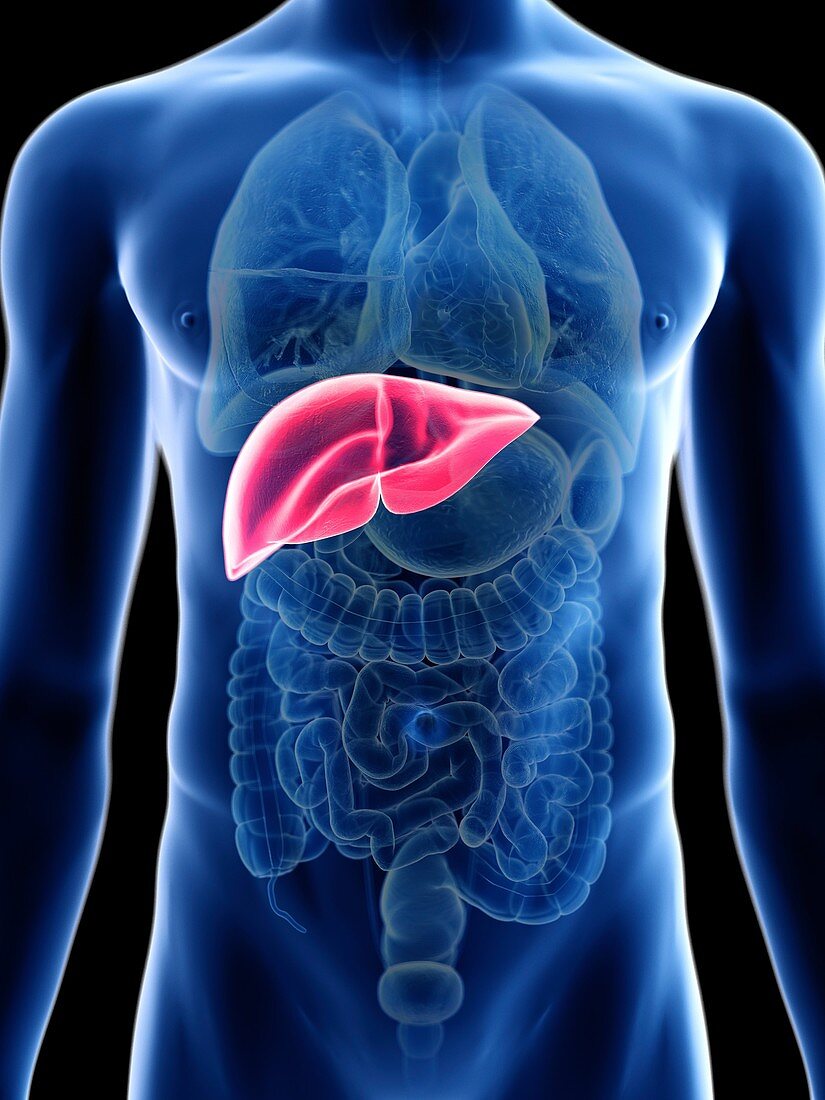 Illustration of a man's liver