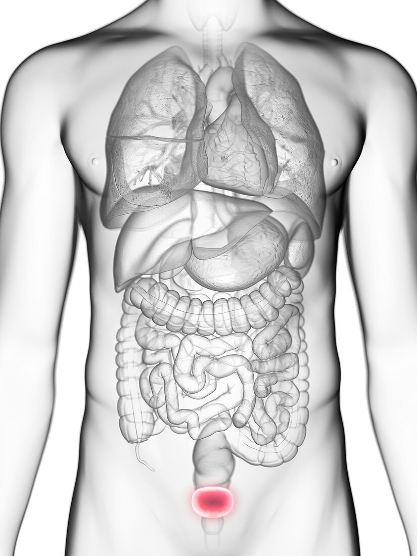 Illustration of a man's bladder