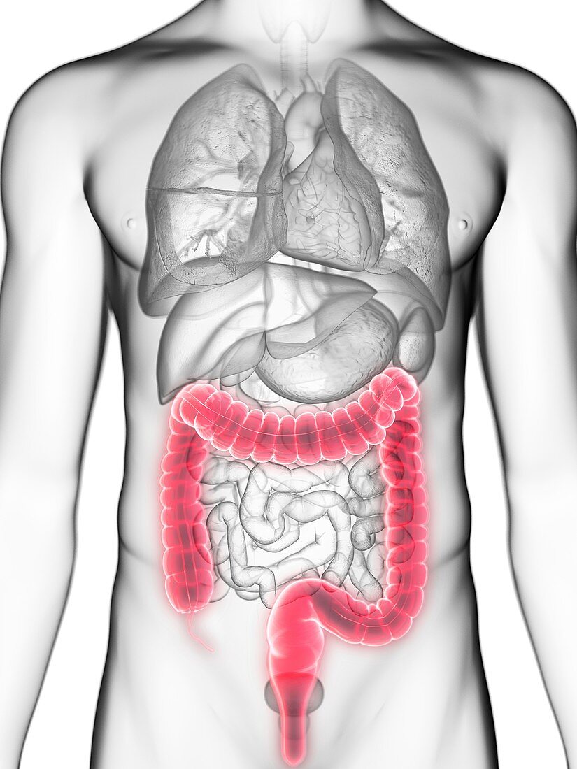 Illustration of a man's colon