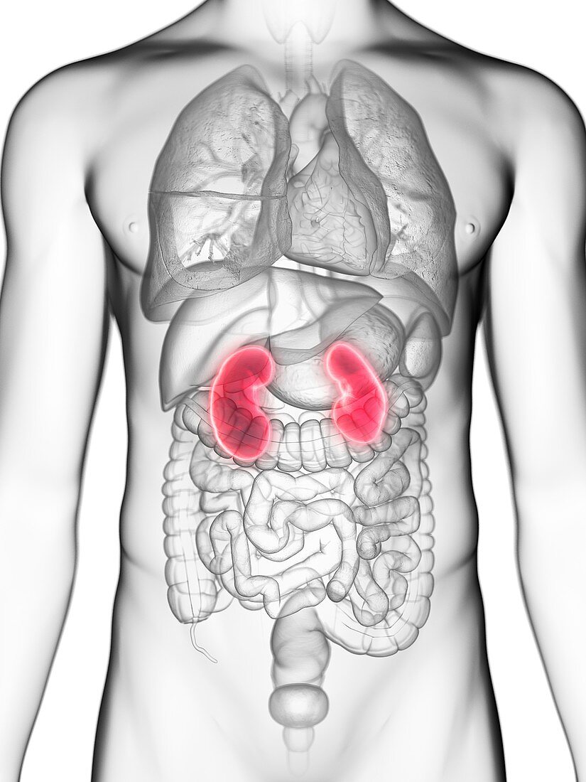 Illustration of a man's kidneys