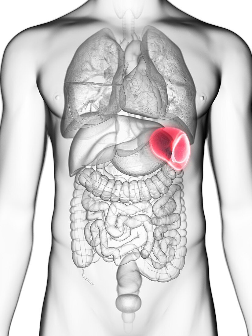 Illustration of a man's spleen