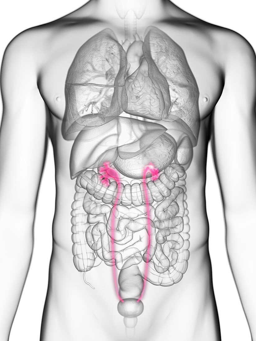 Illustration of a man's ureters