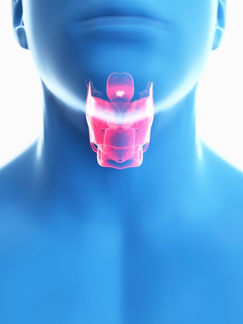 Illustration of a man's larynx