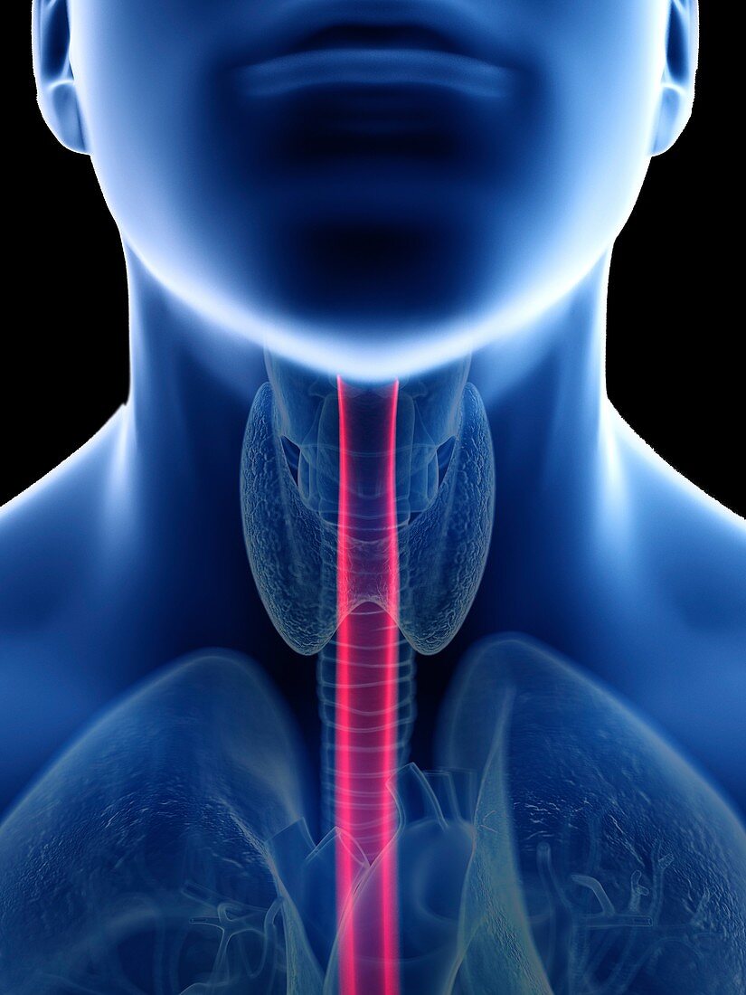 Illustration of a man's oesophagus