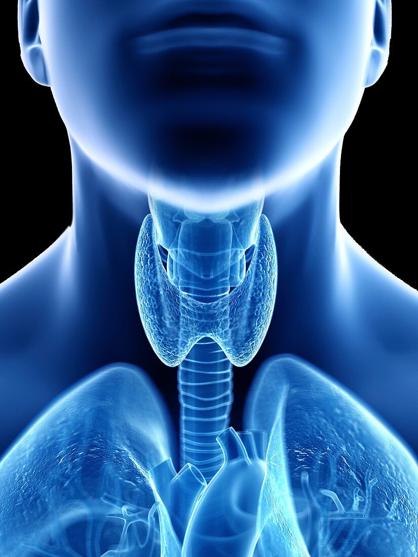 Illustration of a man's throat anatomy