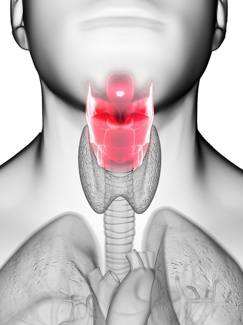 Illustration of a man's larynx