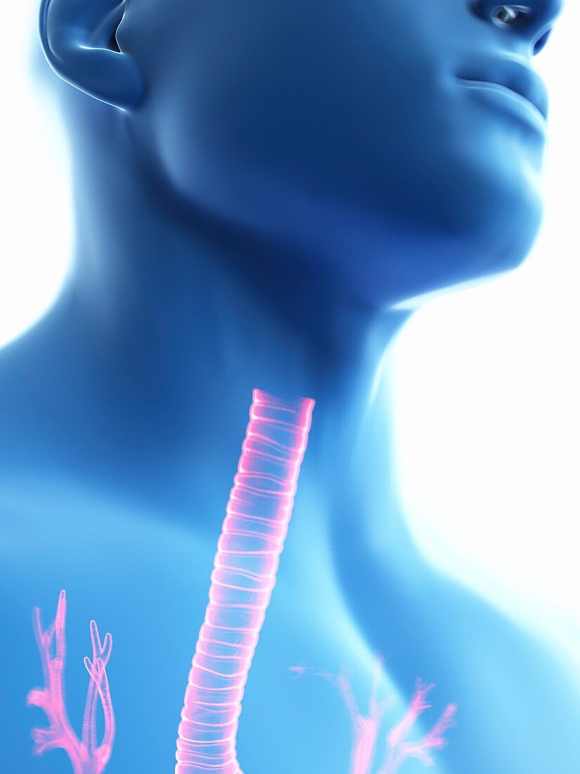 Illustration of a man's trachea