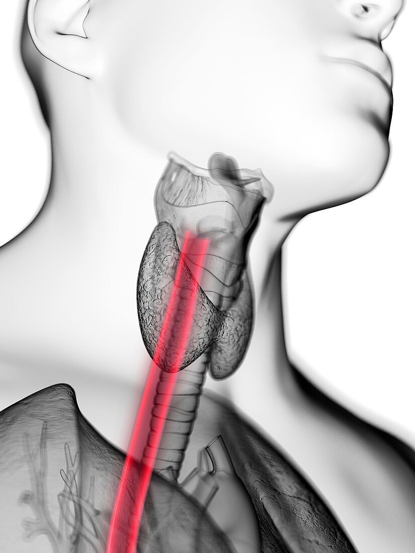 Illustration of a man's oesophagus