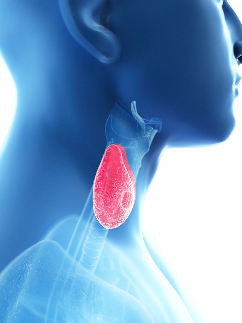 Illustration of a man's thyroid
