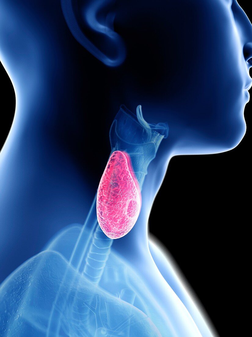 Illustration of a man's thyroid gland