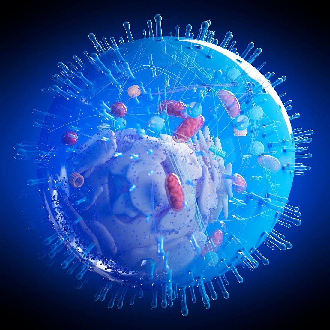 Illustration of a human cell