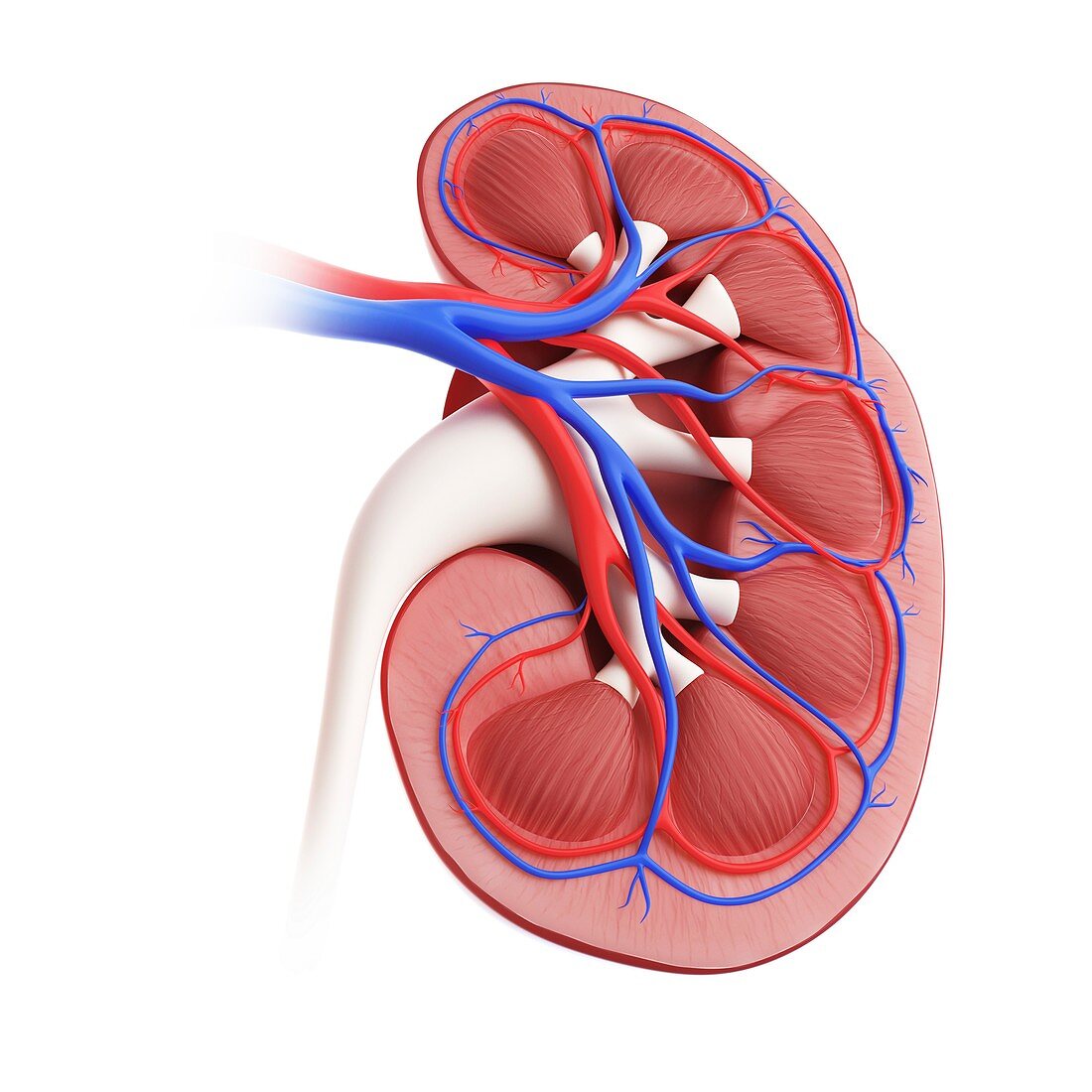 Illustration of a kidney
