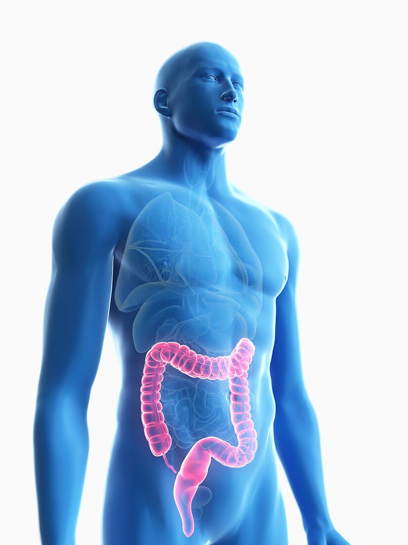 Illustration of a man's colon