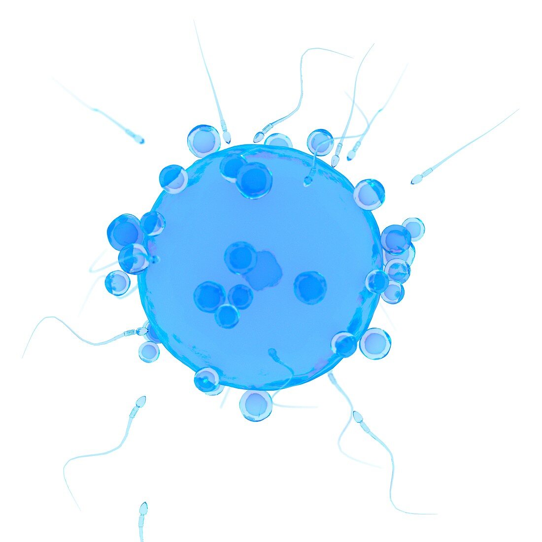 Illustration of a human egg cell