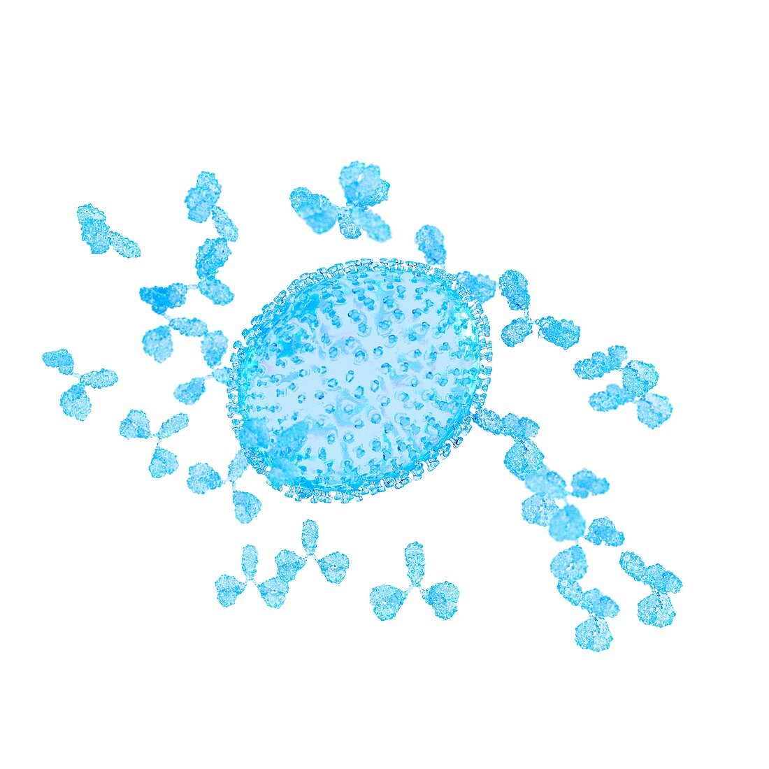 Illustration of an influenza virus being attacked by antibod
