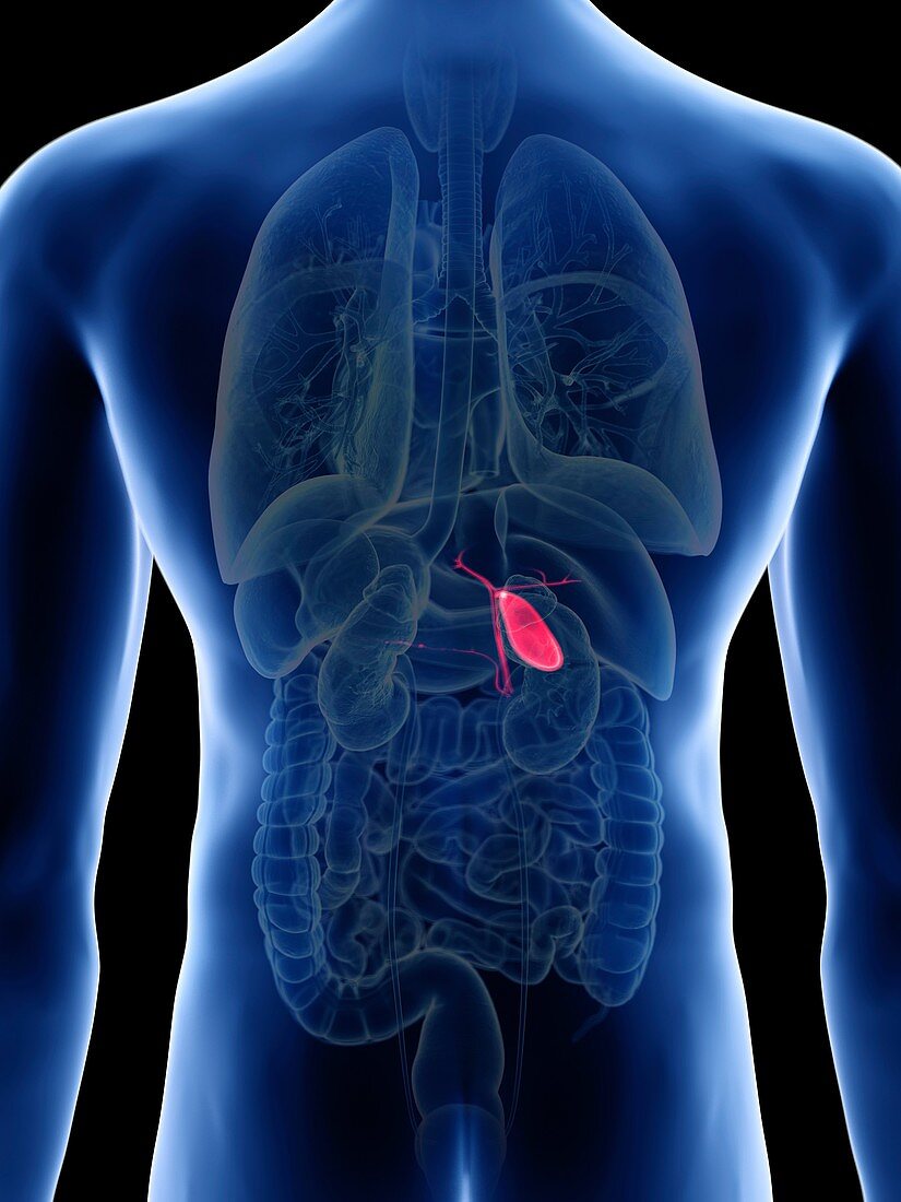 Illustration of a man's gallbladder