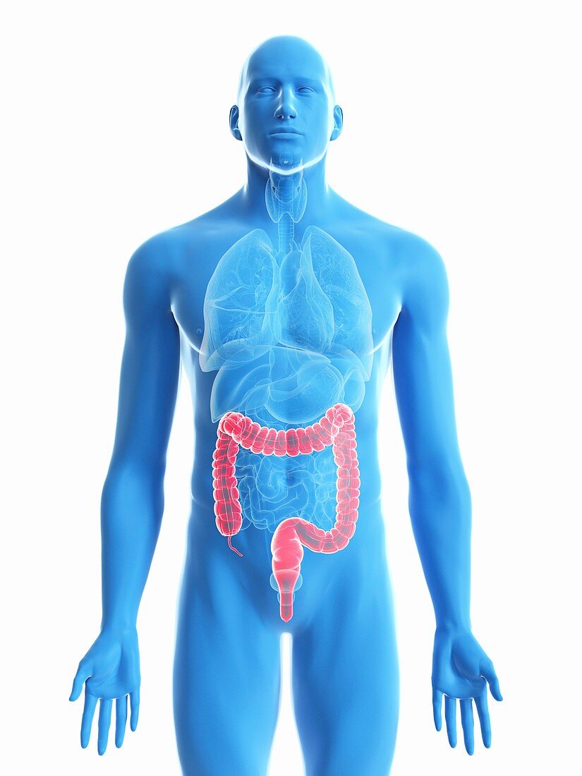 Illustration of a man's colon