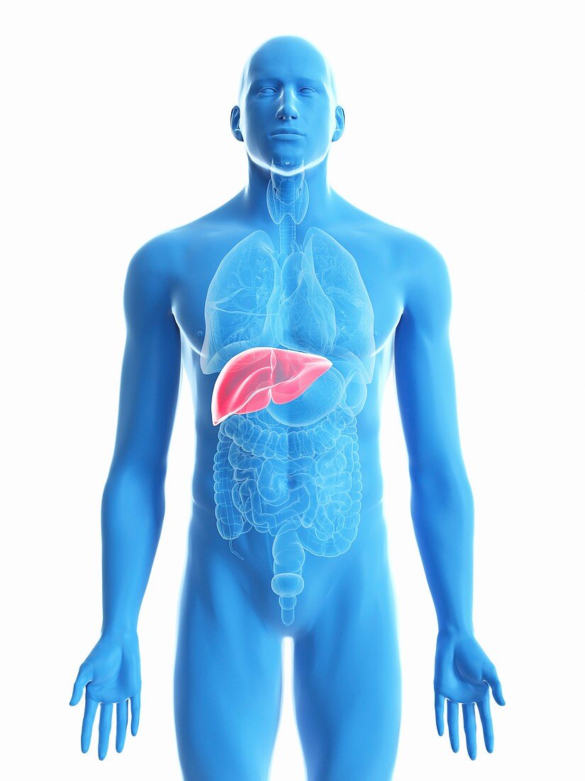 Illustration of a man's liver