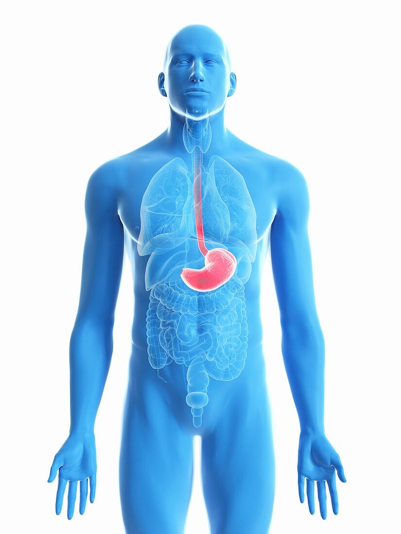 Illustration of a man's stomach