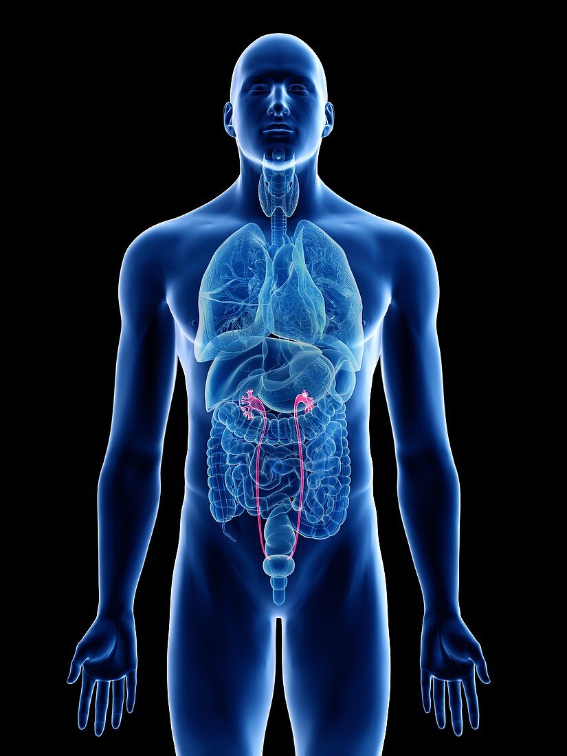 Illustration of a man's ureters