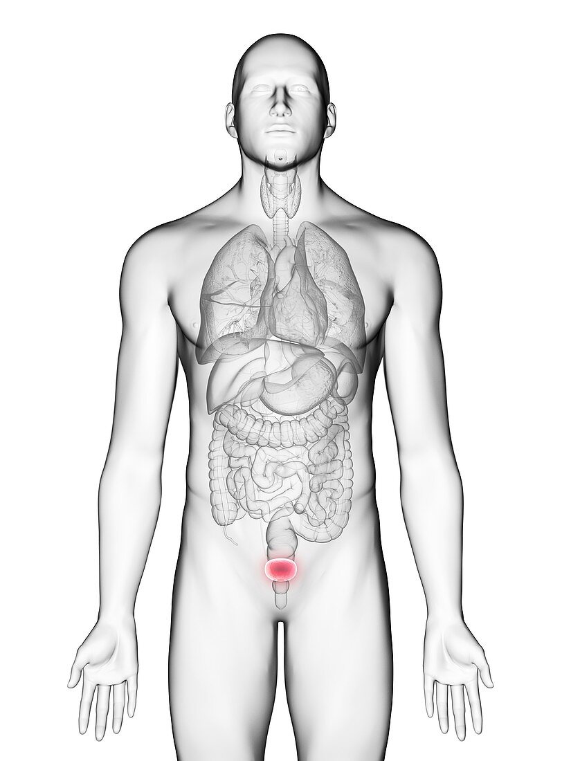 Illustration of a man's bladder