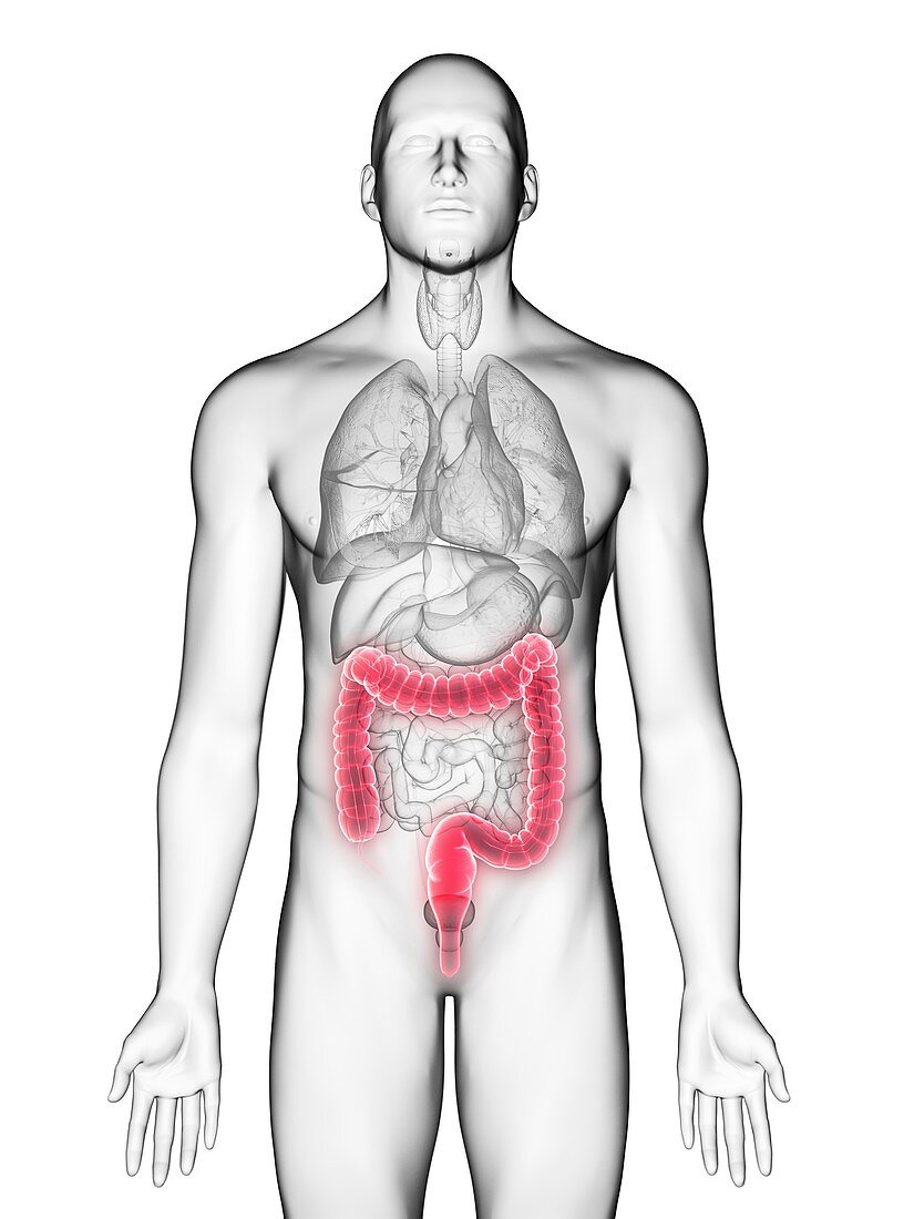 Illustration of a man's colon