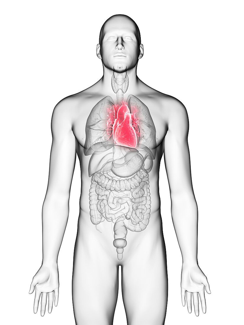 Illustration of a man's heart