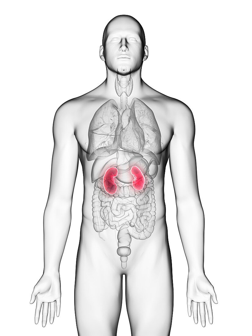 Illustration of a man's kidneys