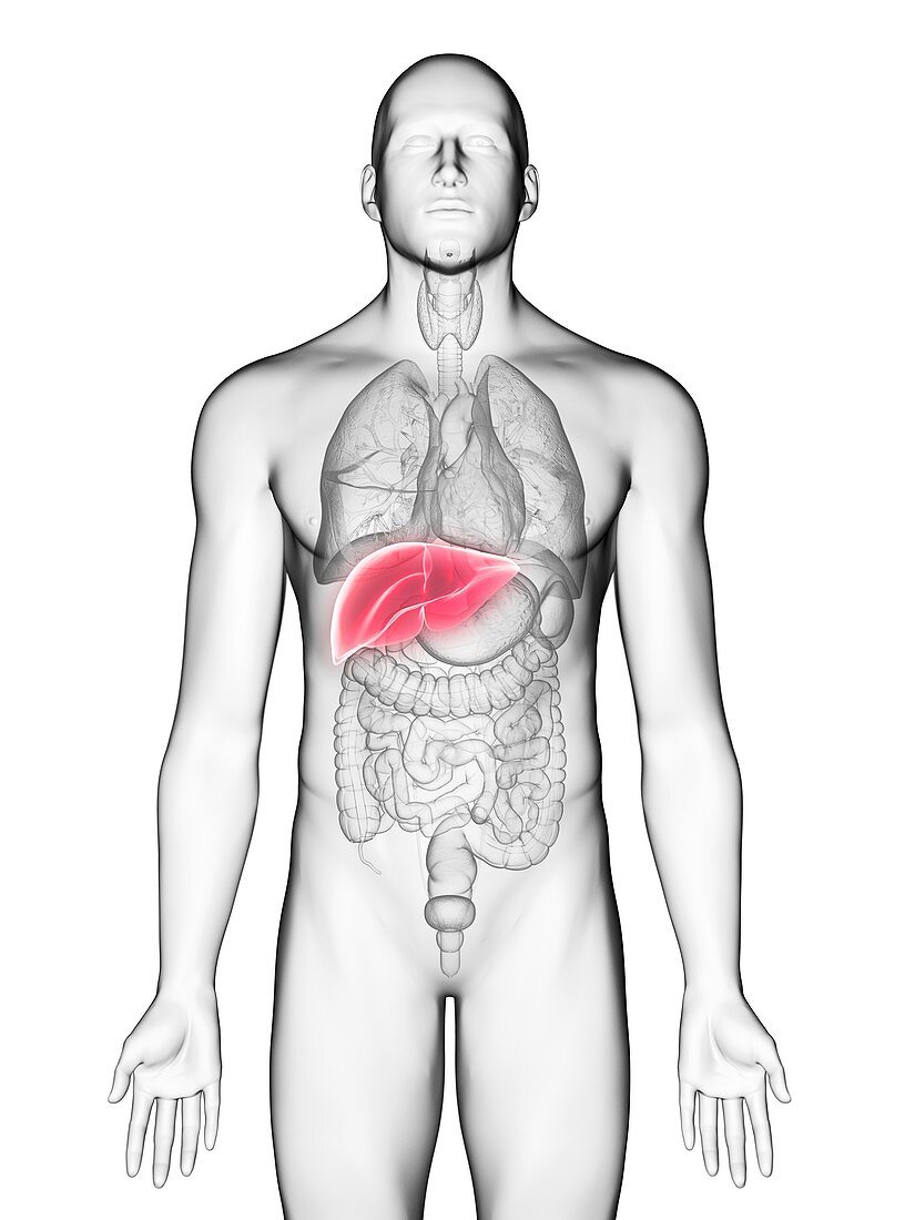 Illustration of a man's liver