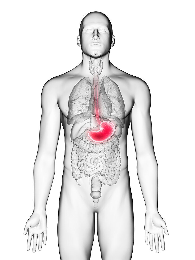 Illustration of a man's stomach