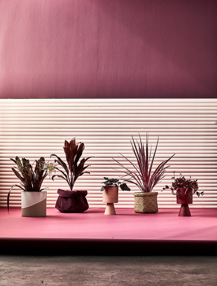 Houseplants on pedestal in front of dark red wall with partly light cladding