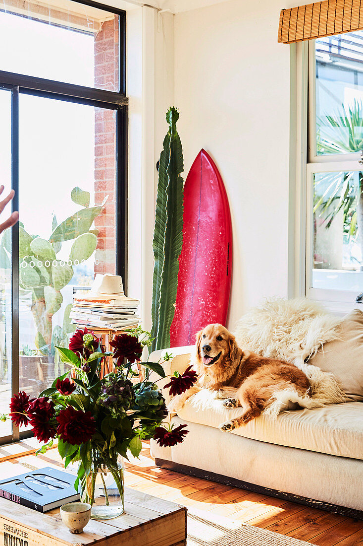 Light upholstered sofa with dog, cactus and surfboard in the corner of the room, in the foreground a coffee table with a bouquet of flowers