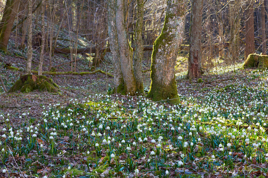 Märzenbecher im Laubwald