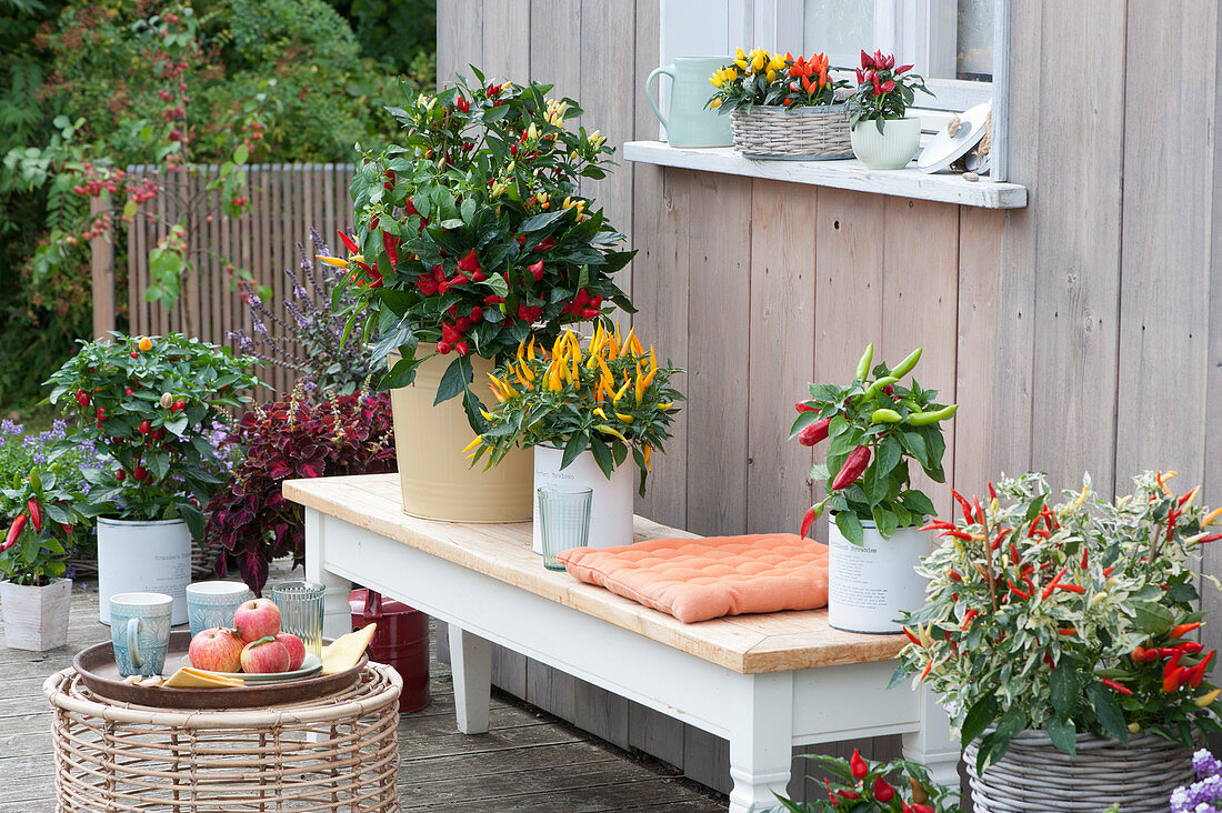 Chilipflanzen Arrangement auf der Terrasse