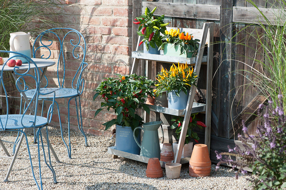 Chili plants on a shelf