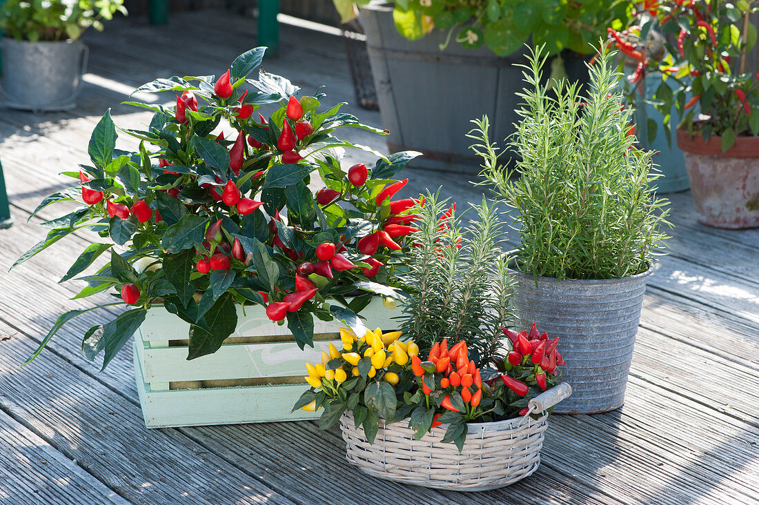 Pot arrangement with chilli and rosemary