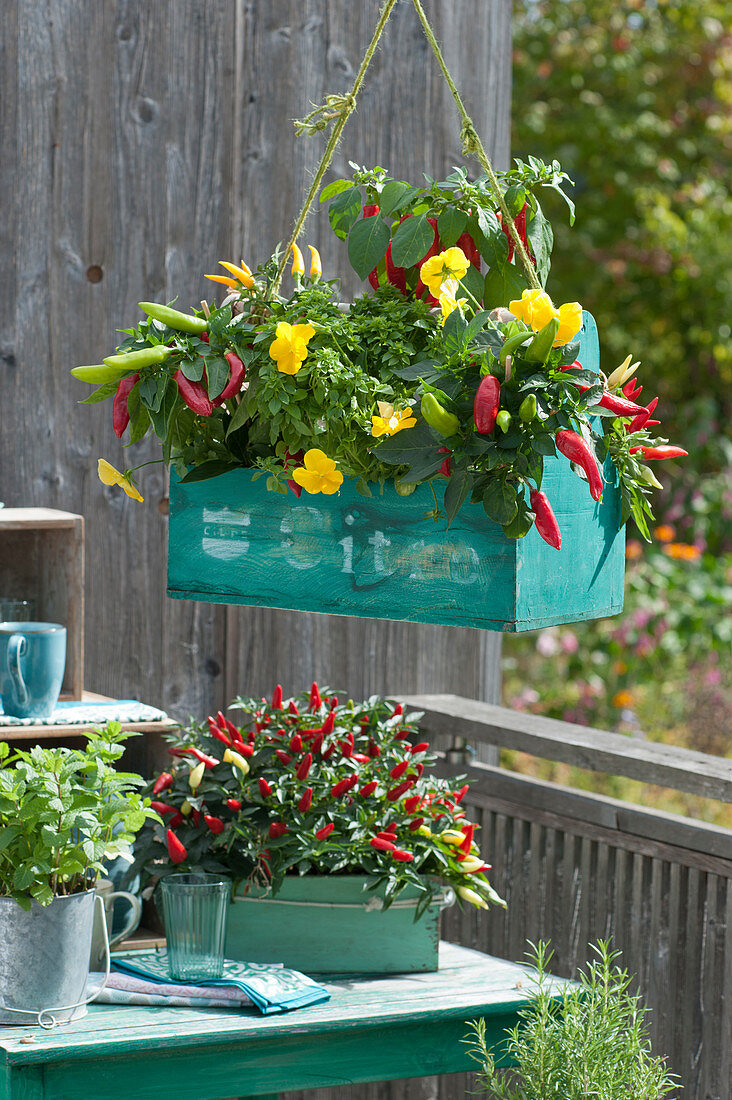 Old toolbox used as a hanging basket with chili and horned violet