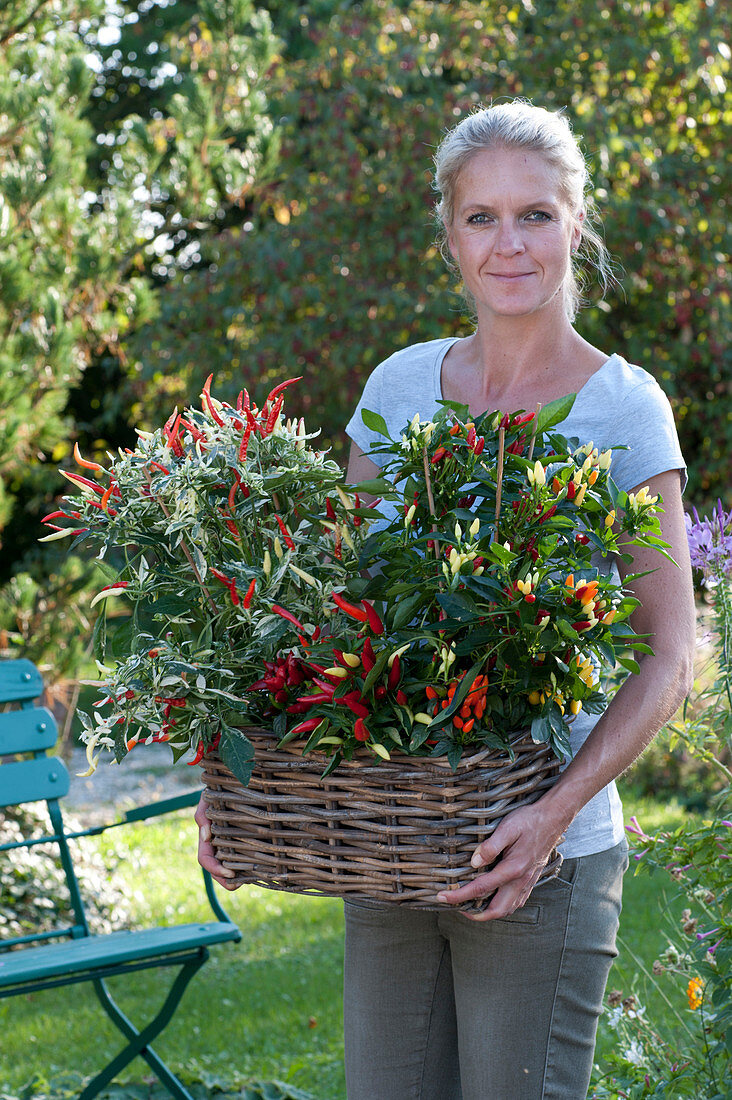 Frau trägt Korbkasten mit verschiedenen Chili-Pflanzen