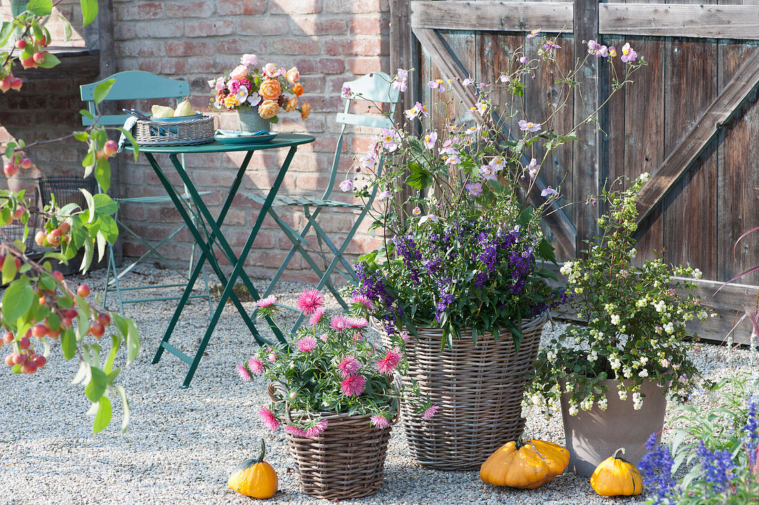 Pot group with summer aster, snow berry, autumn anemone and angel face