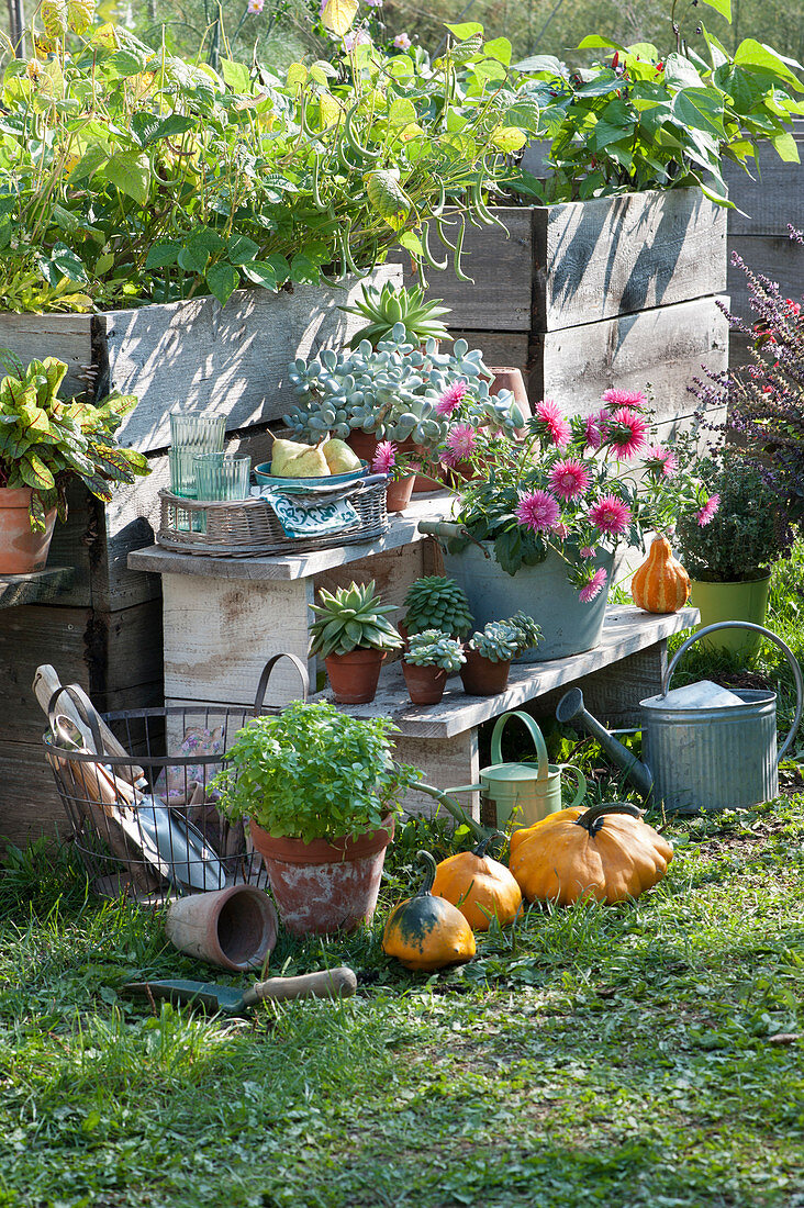 Pot arrangement on raised bed with bush beans