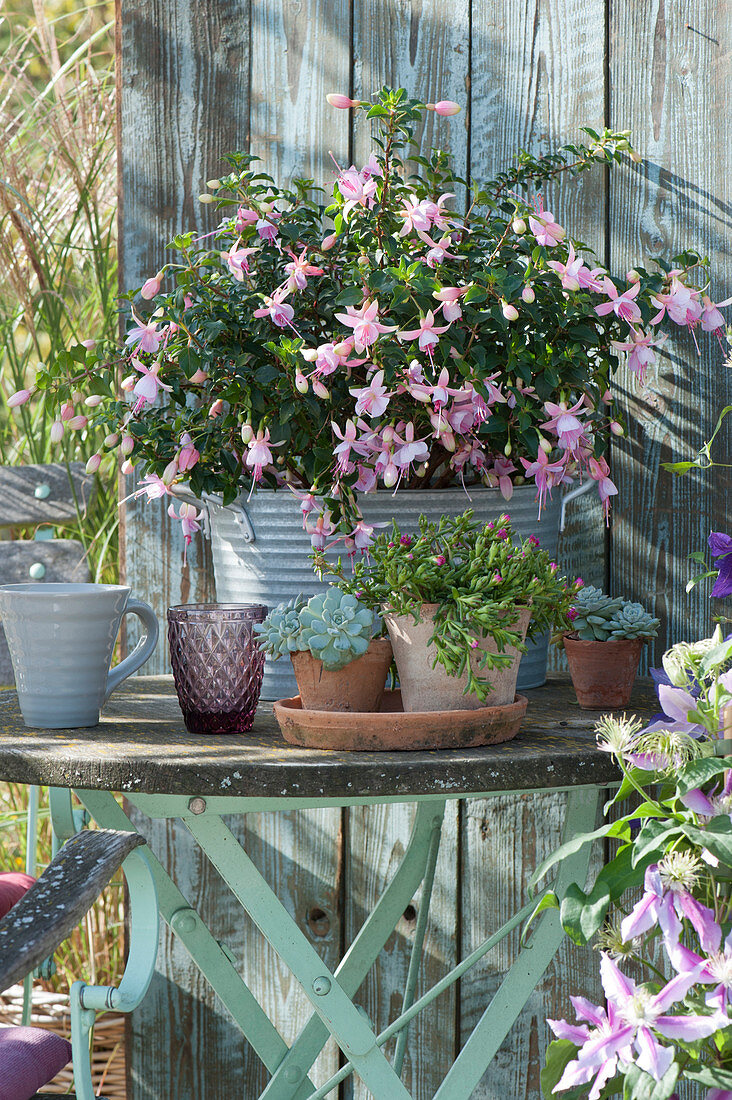 Fuchsia 'Improved Rosella' and succulents