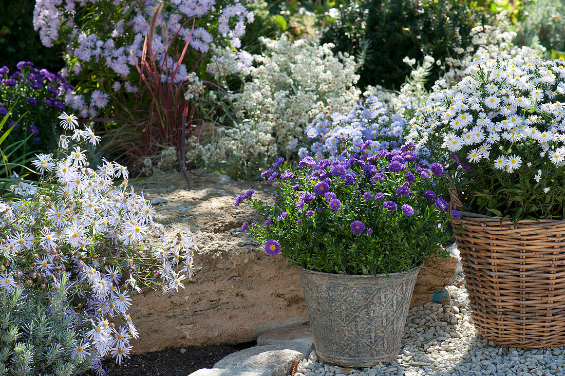 Pillow asters in pots next to aster bed