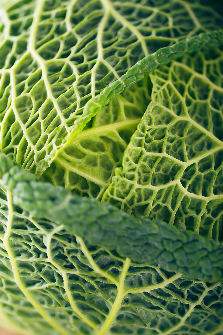 Savoy cabbage head (close-up)