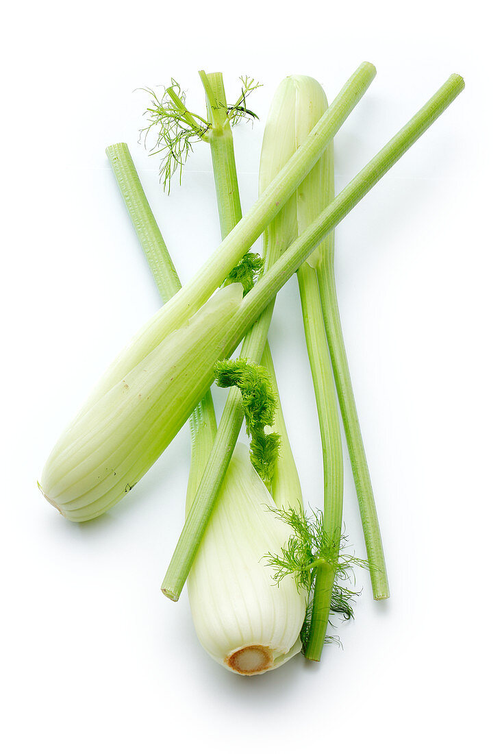 Fennel on a white background