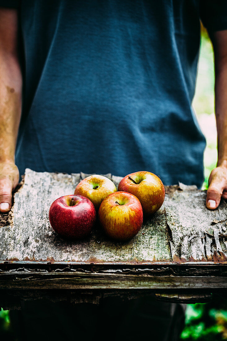 Hands holding freshly harvested apples on a wooden plate