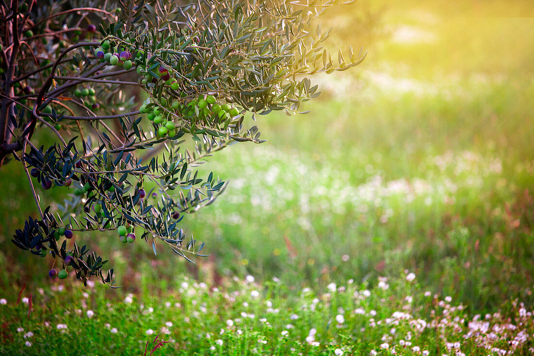 Olive tree in a blooming meadow