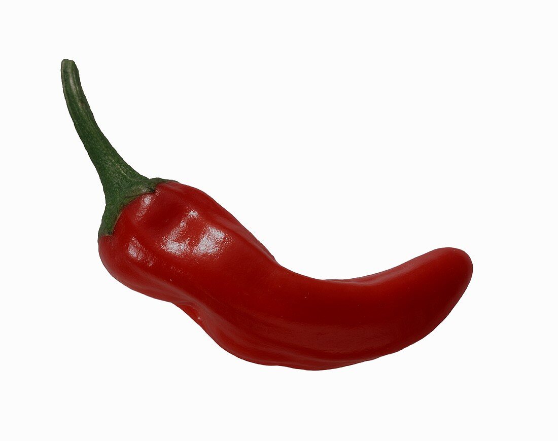 One Red Jalapeno Pepper