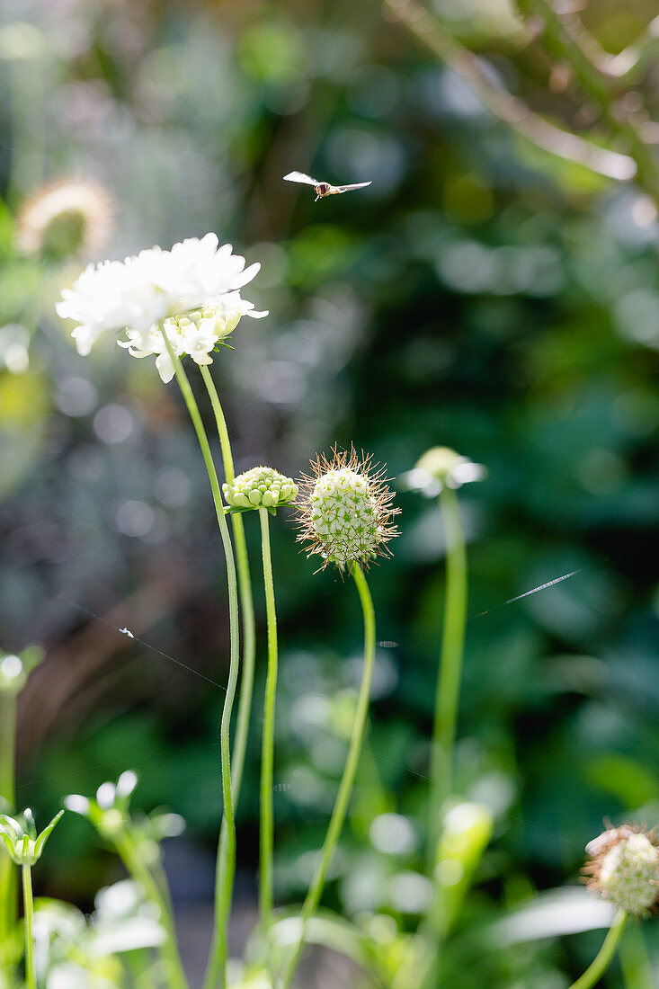 Scabious in garden