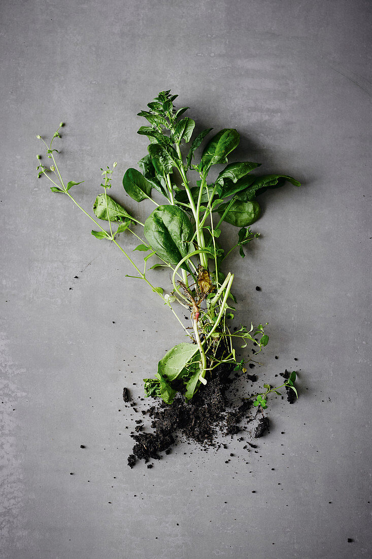 Freshly harvested spinach