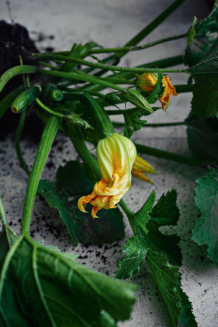 Freshly harvested courgette flowers